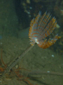   Peacock Worm Loch Fyne Scotland  